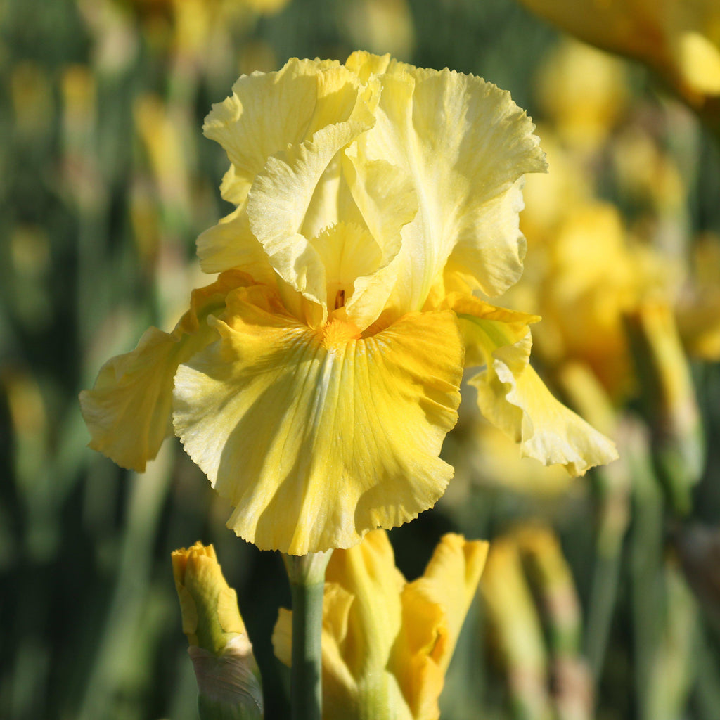 Bearded Iris - Califlora Pleasant Peasant (Reblooming)