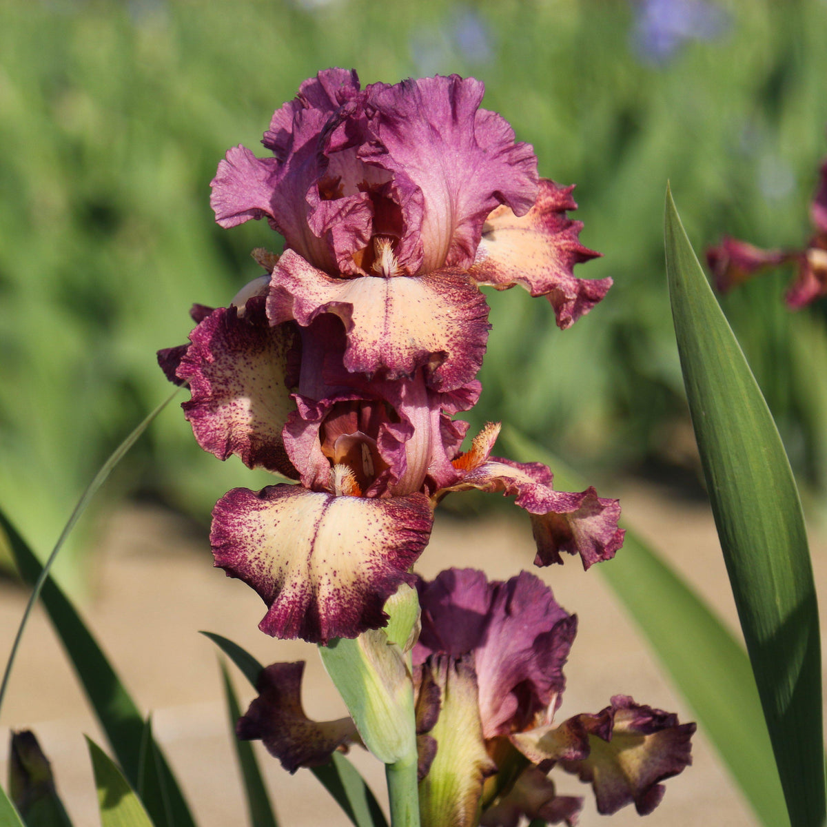 Bearded Iris - Califlora Rock Star (Reblooming)