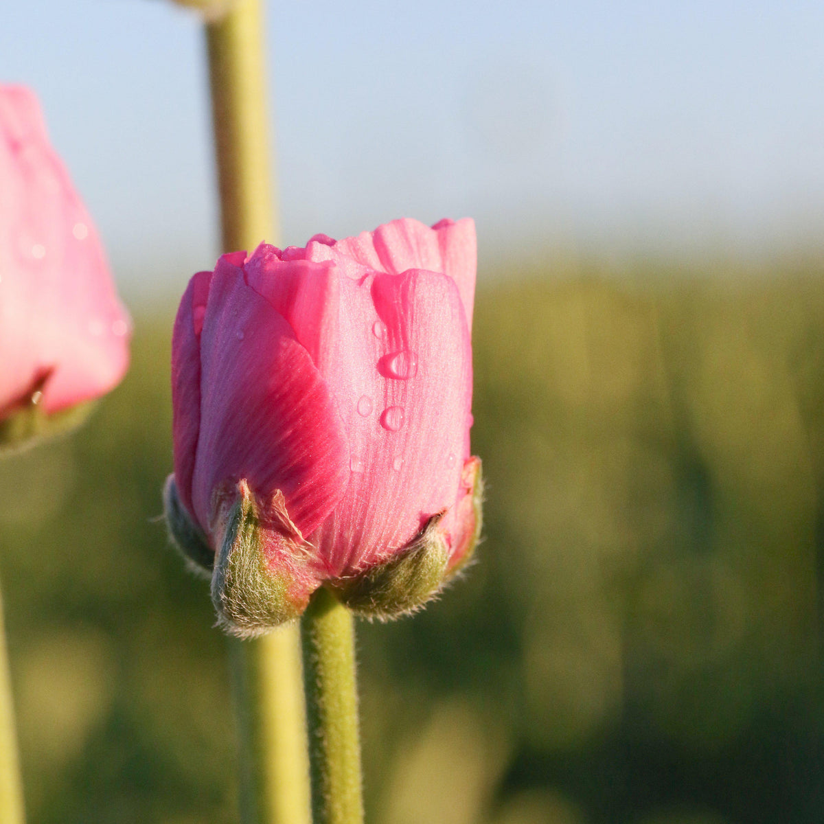 Ranunculus - Tecolote Rose