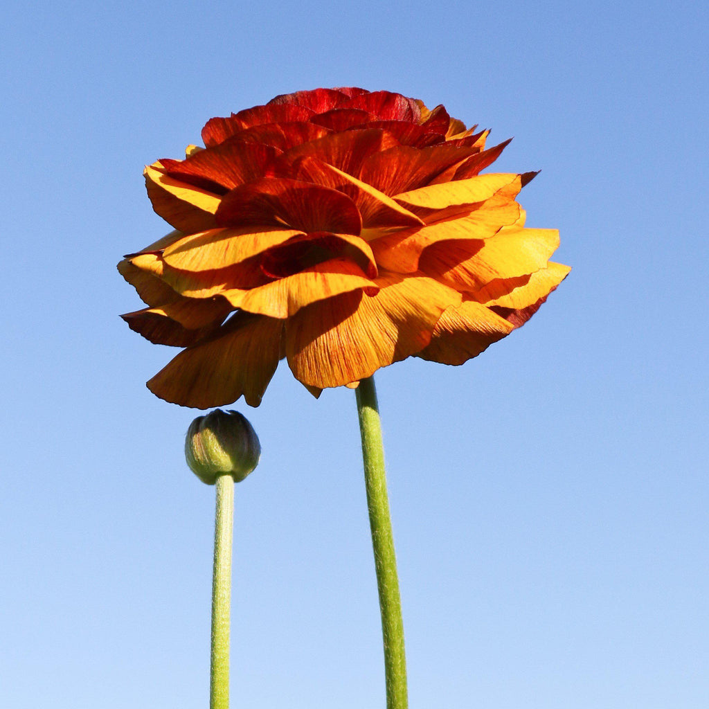 Ranunculus - Tecolote Café