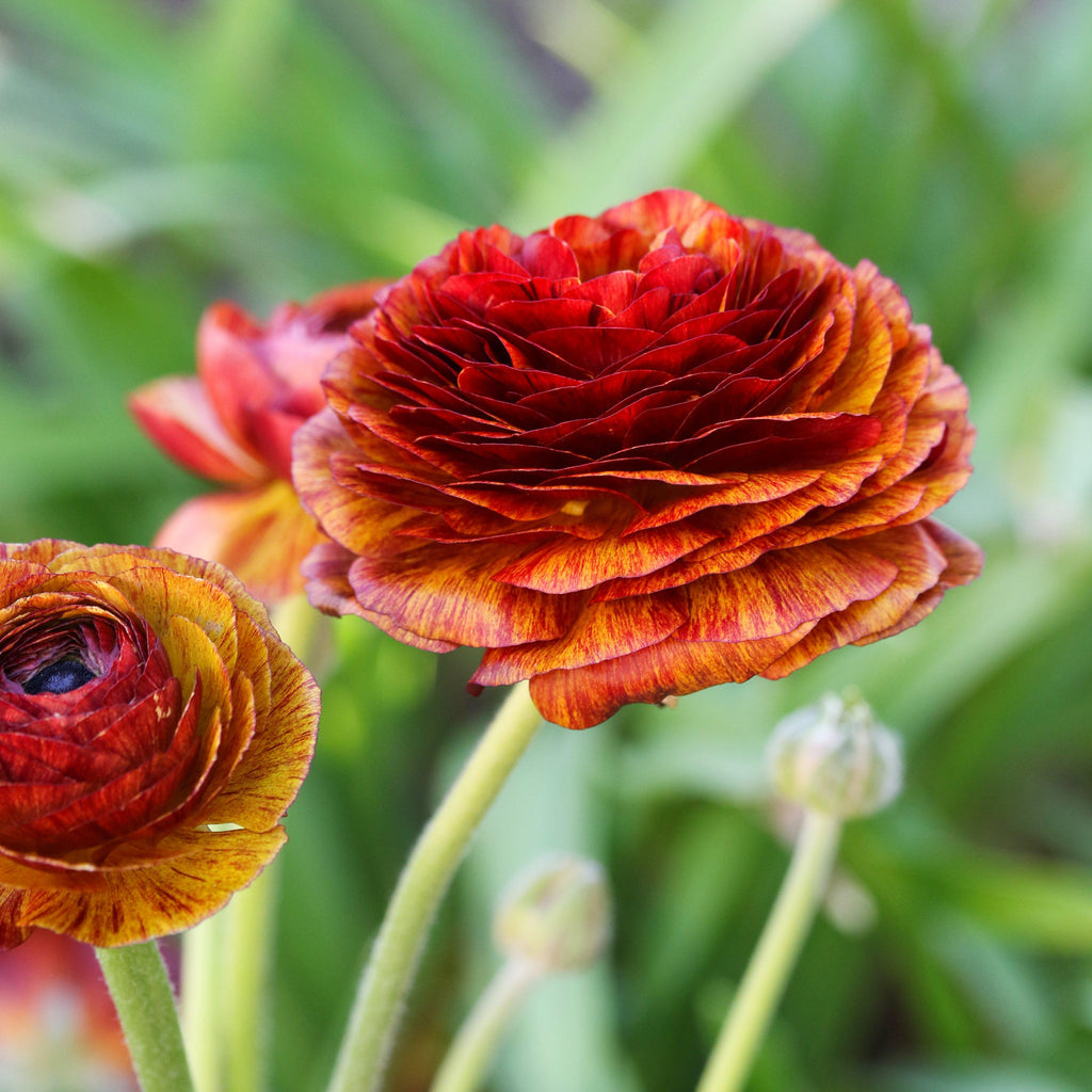Ranunculus - Tecolote Café