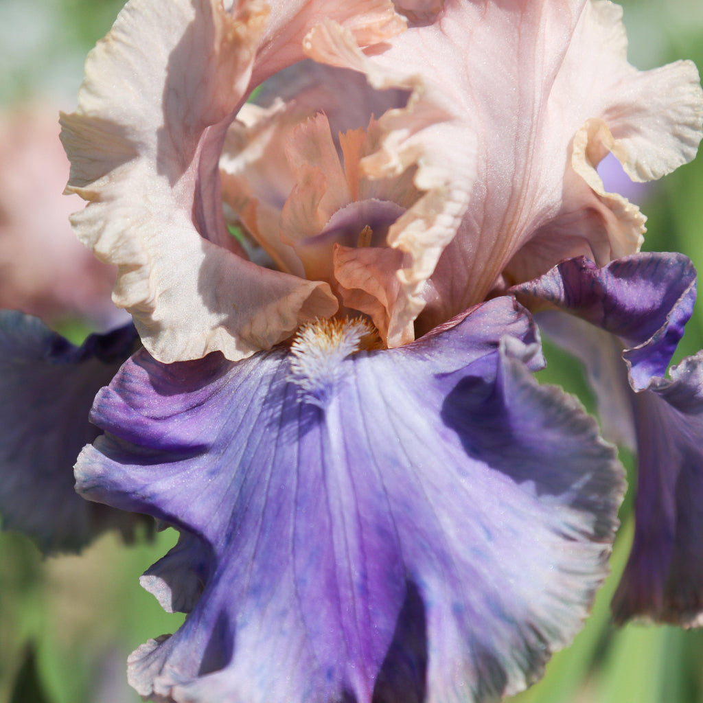 Bearded Iris - Califlora Florentine Silk (Reblooming)
