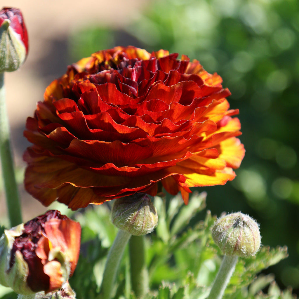 Ranunculus - Tecolote Café