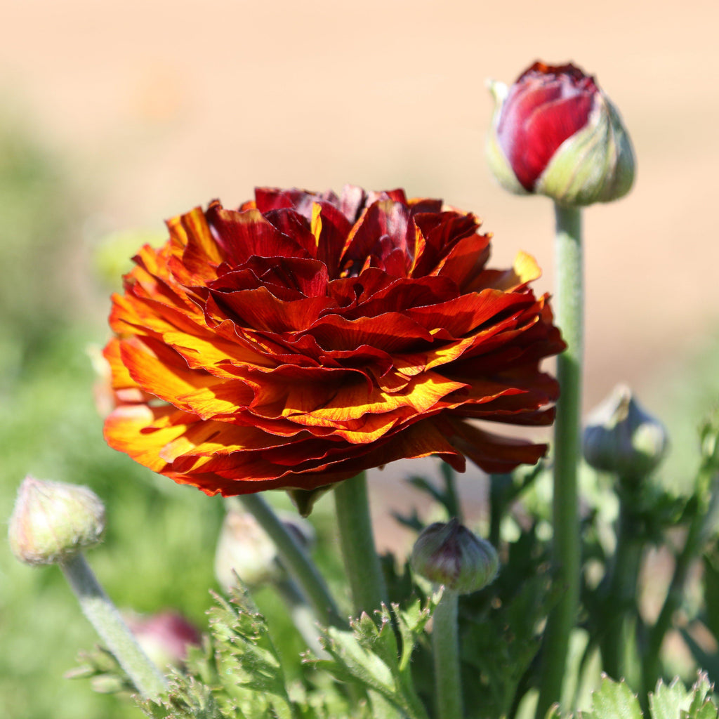 Ranunculus - Tecolote Café