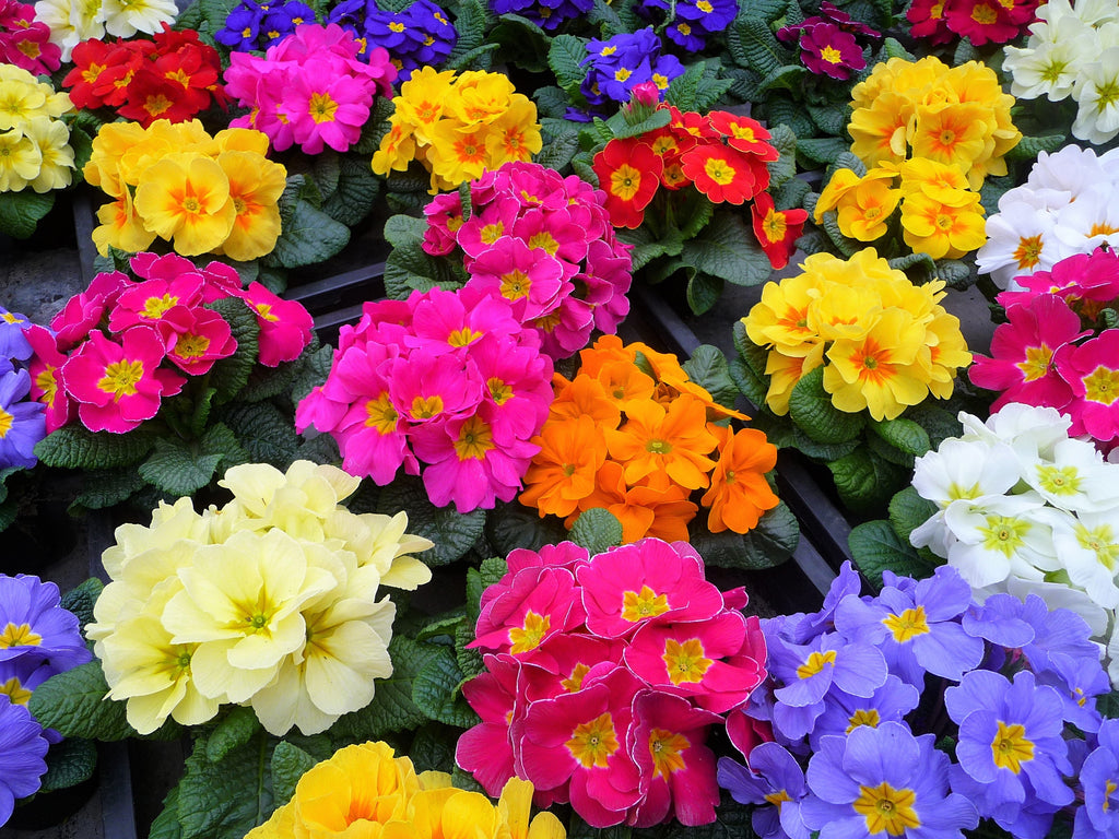 50 MIXED ENGLISH PRIMROSE Primula Vulgaris Acaulis Shade Houseplant Flower Seeds
