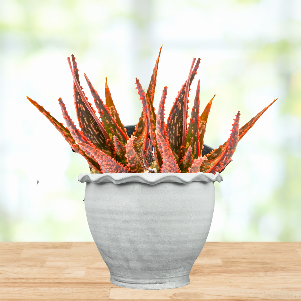 Aloe 'Christmas Carol'