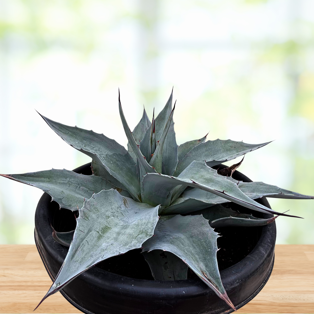Whale's Tongue Agave | Agave ovatifolia