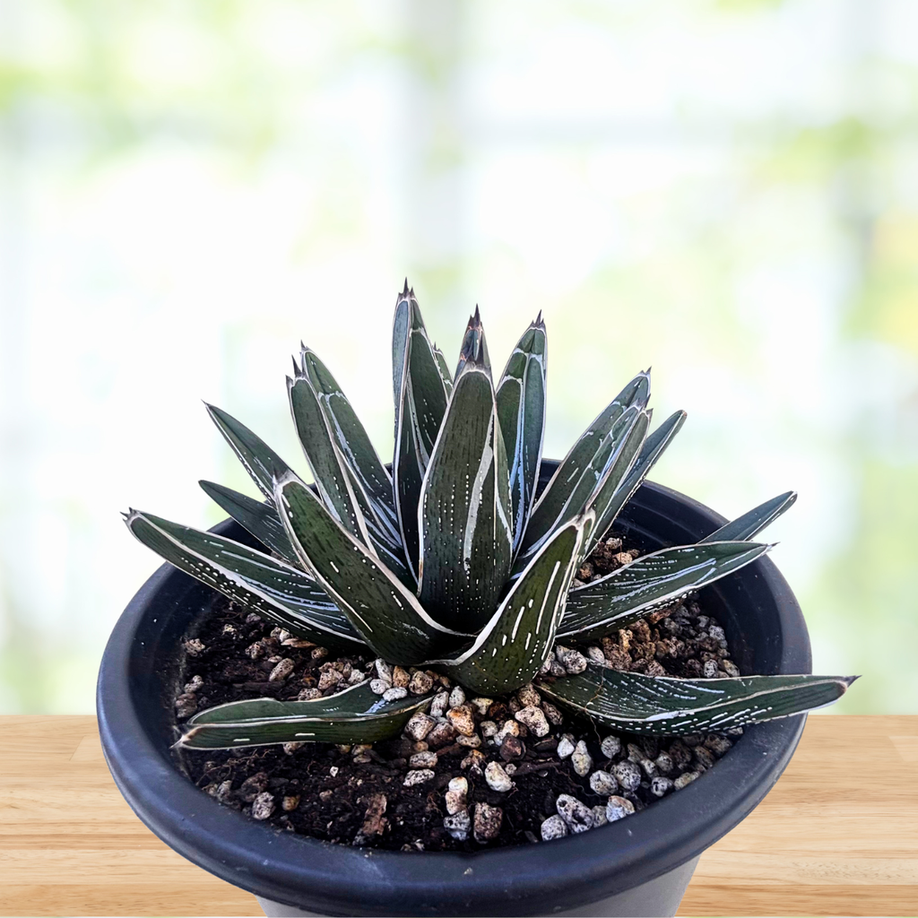 Agave Pintilla