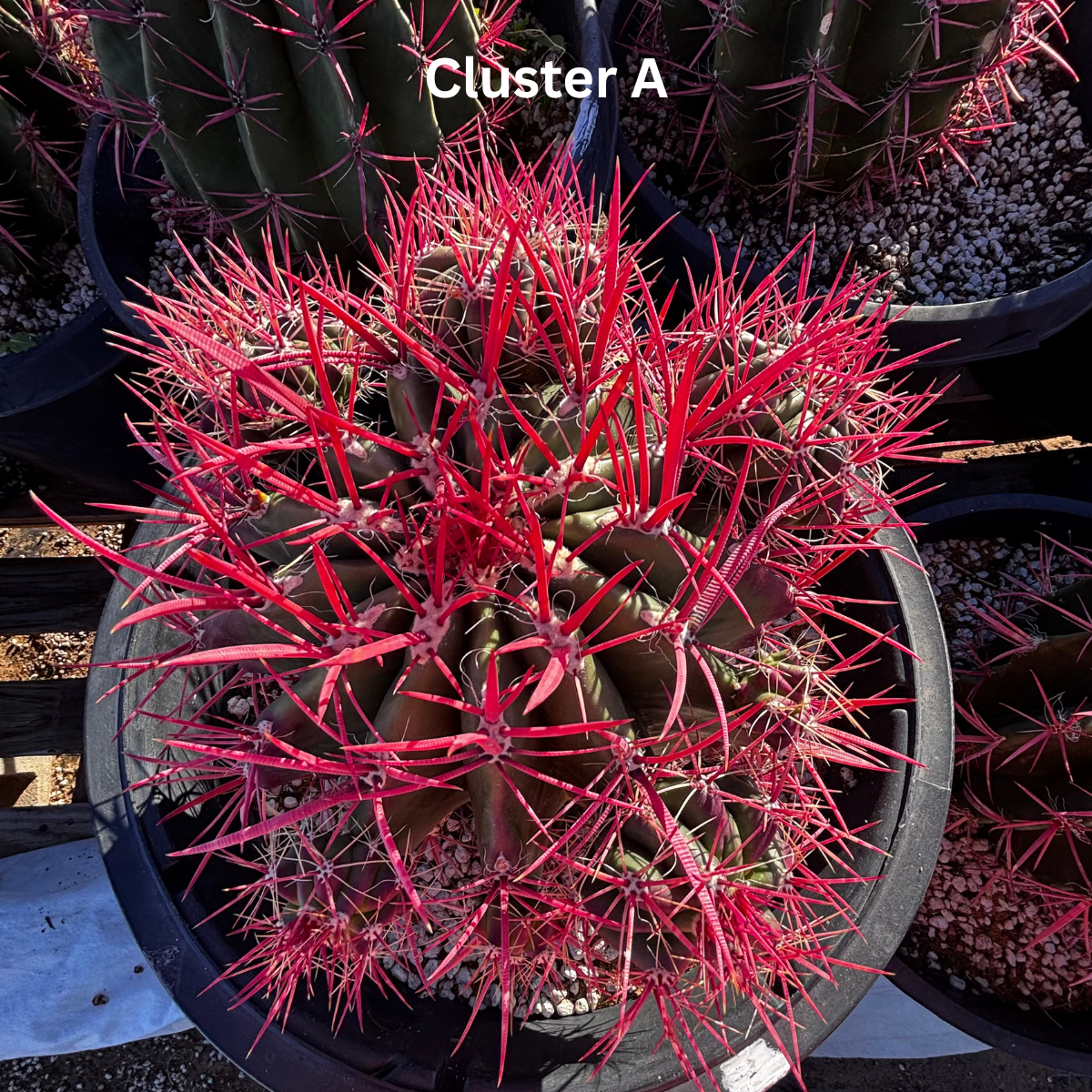 Ferocactus Pringlei