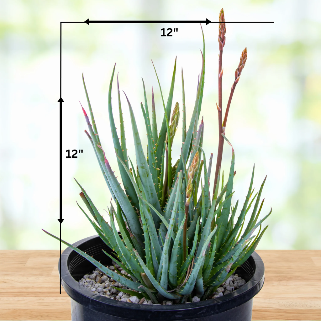 Aloe "Blue Elf"