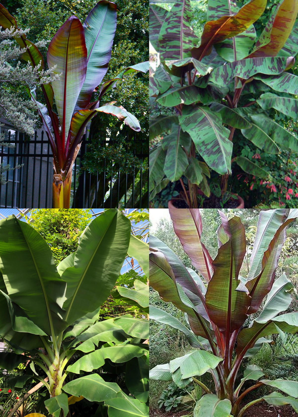 Ruby Abyssinian Banana Bundle: Siam Ruby, Blood Banana, Dwarf Cavendish & Red Abyssini ...