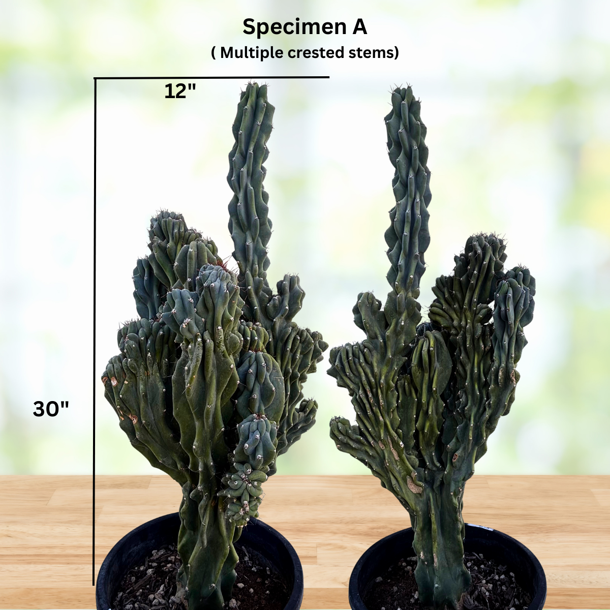 Curiosity Cactus