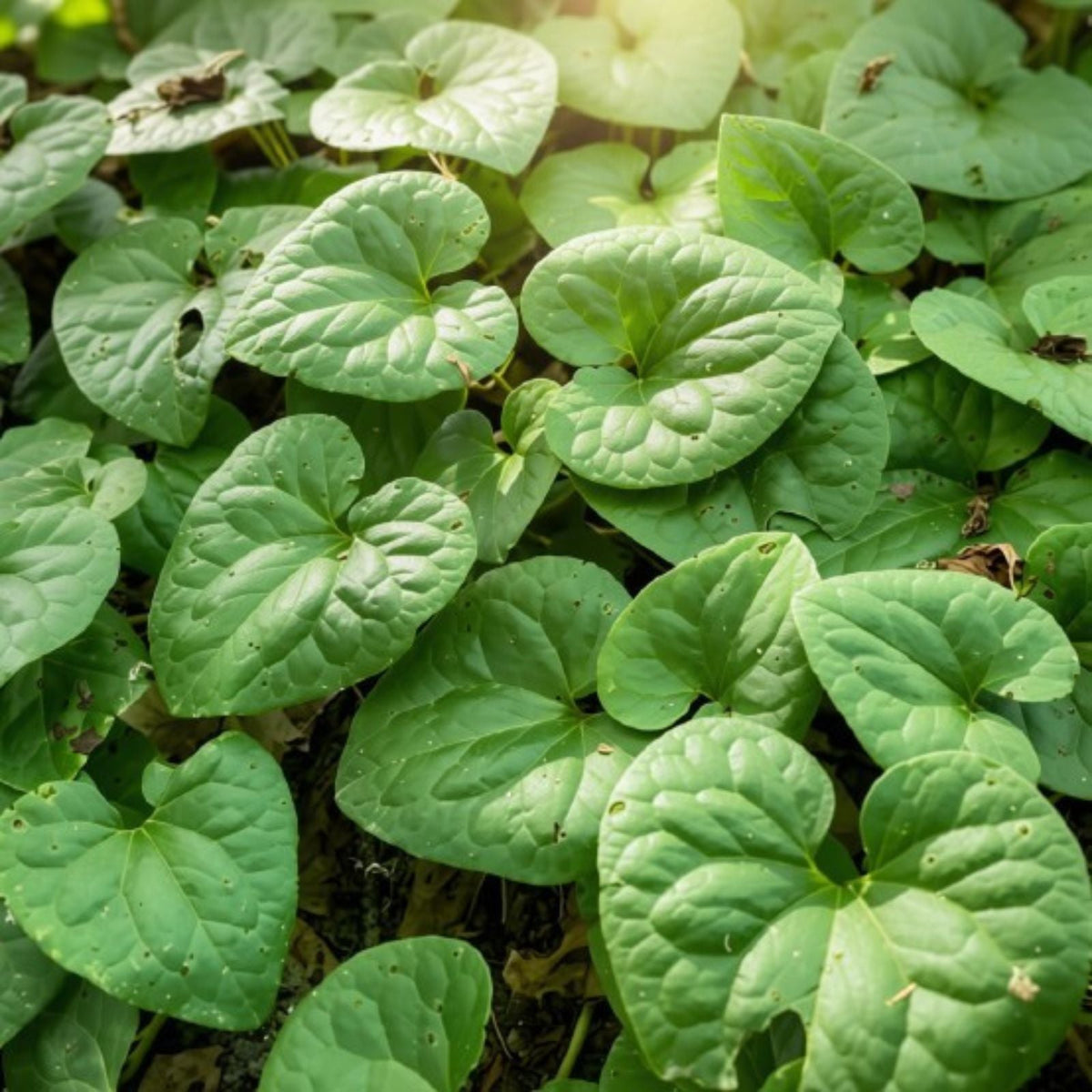Wild Ginger Bare-root Plant | Asarum canadense | Heart-shaped Leaves | Deer Resistant Ground Cover | Shade Tolerant