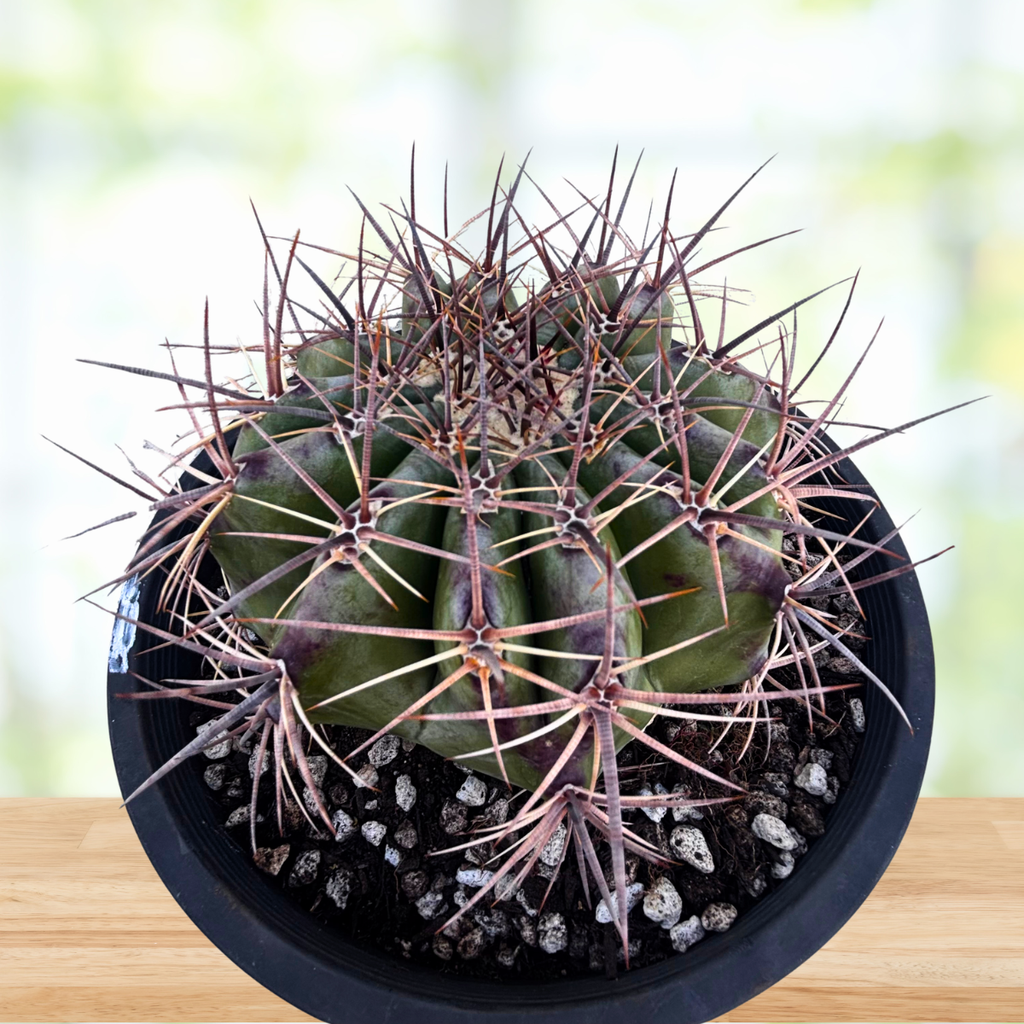 Echinocactus ingens
