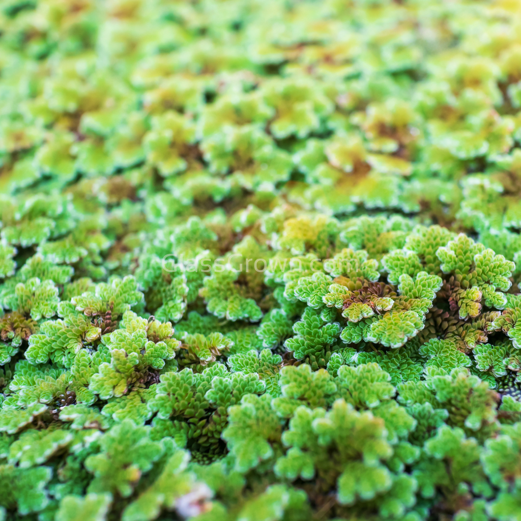 Azolla Fairy Moss Floaters 2oz Portion