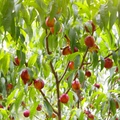 Fantasia Nectarine Tree