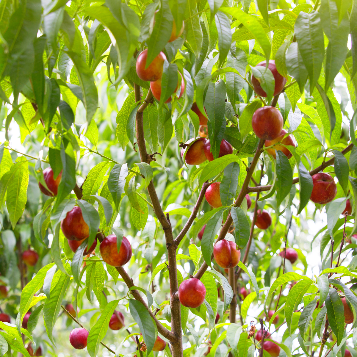 Fantasia Nectarine Tree