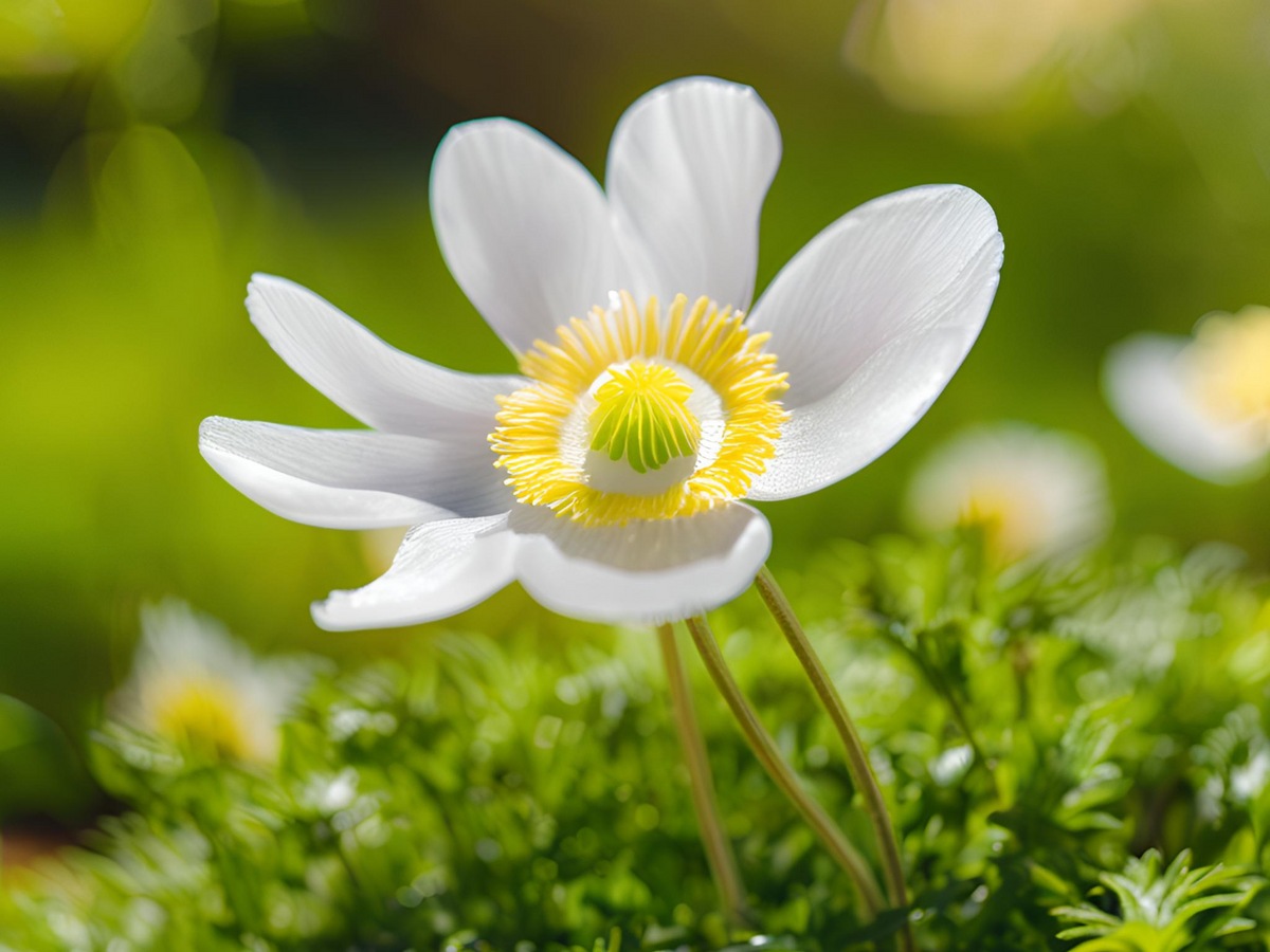 Anemone 'Snowdrop'