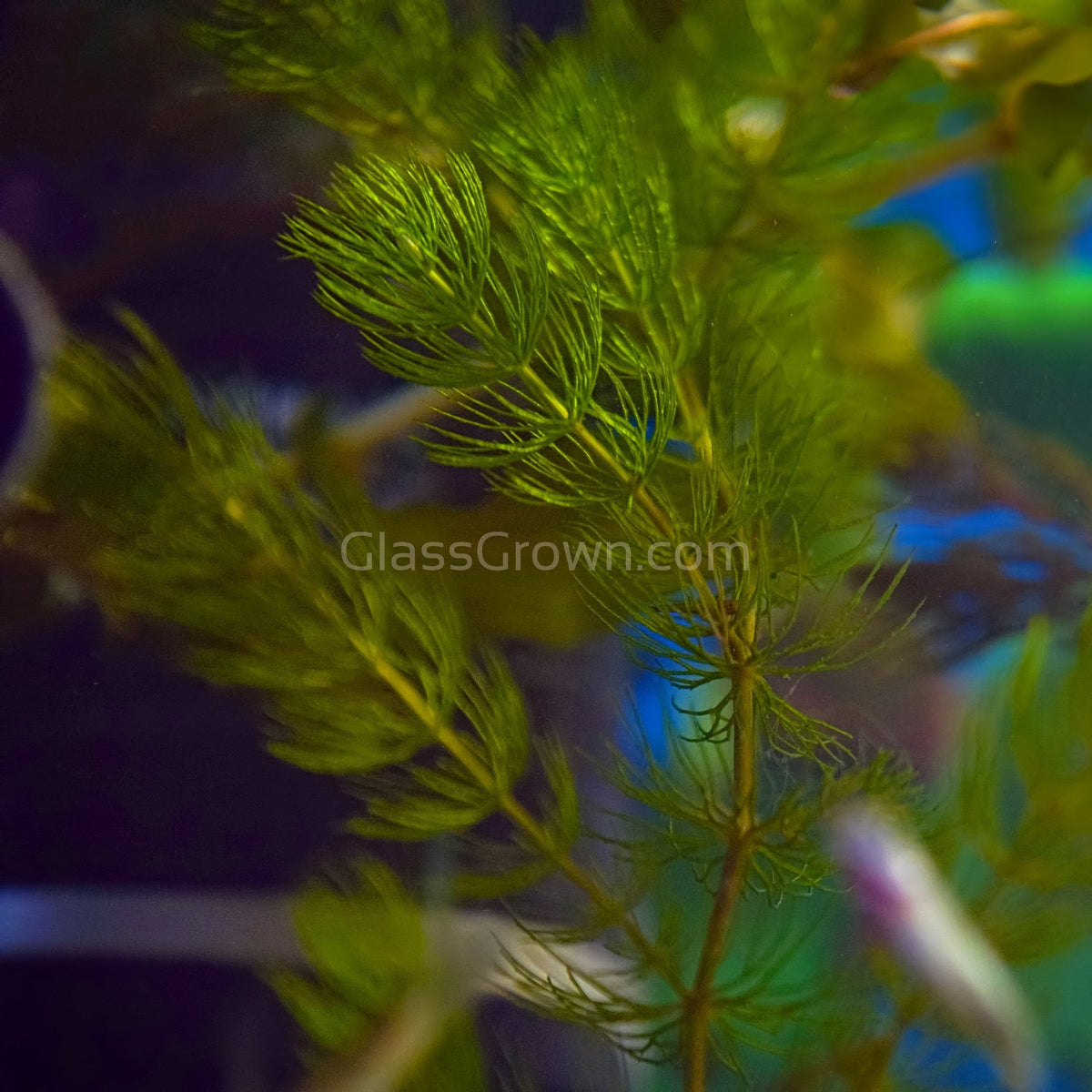 Bunch Hornwort (Ceratophyllum Demersum)