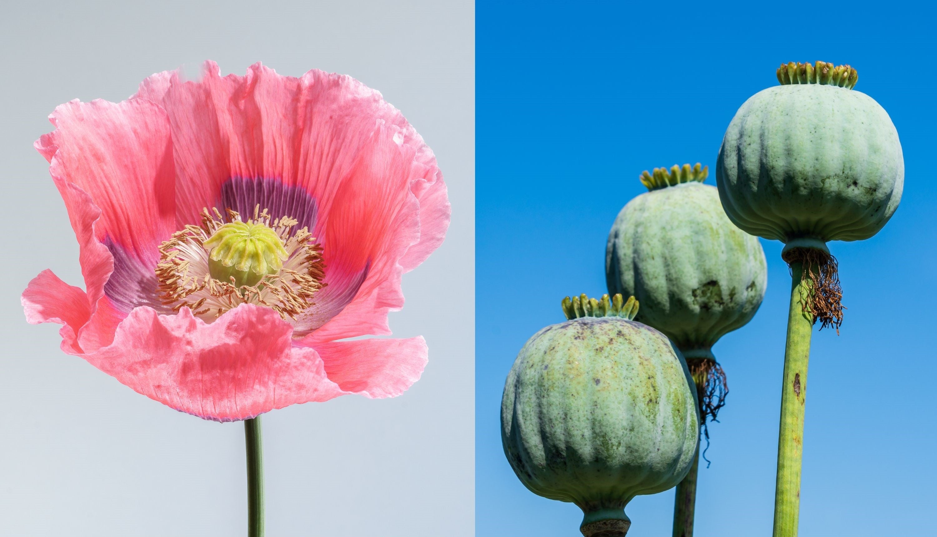 1000 POPPY 