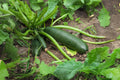 Dark Green Zucchini Seeds | Heirloom Summer Squash | Cucurbita pepo | Gourmet Garden Vegetable for Cooking & Grilling