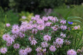 Wild Bergamot Seeds - Monarda fistulosa - Aromatic Native Perennial for Pollinator Gardens