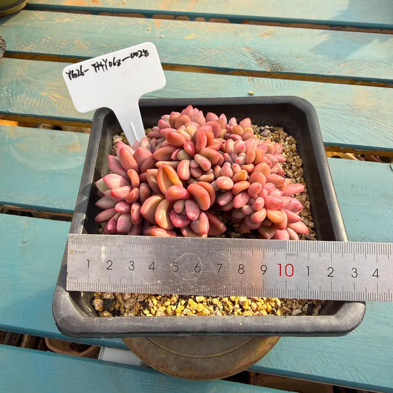 Exact Plant Shown ID: THY068-0028 – Echeveria Agavoides ‘Quartz’ - Rare Succulent WYSIWYG Collector Live Plant