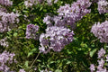 25 Early Lilac Seeds Syringa oblata Fragrant Spring Flowering Shrub for Gardens and Landscaping