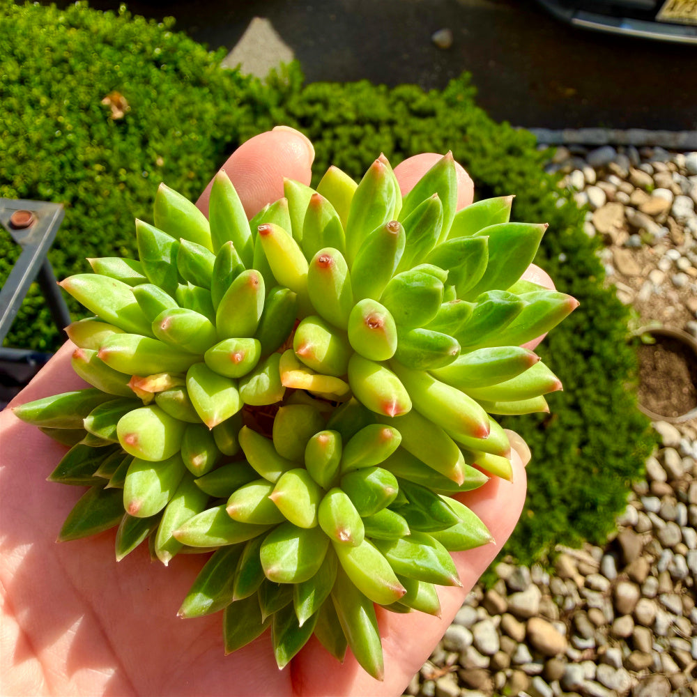 Echeveria 'Oracrium' Cluster 3"-3.5" Across - Sought-after Rare Succulent Live Plant