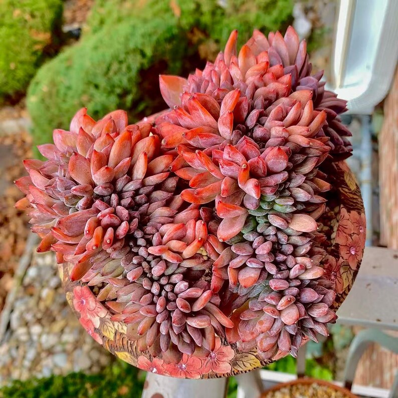 Boutique Rare Succulents/Echeveria Orange Monroe Crested /What You See is What You Get /Bare Root Without Soil Pot/Plants Gifts