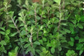 Marjoram Seeds 400 Count, Sweet Culinary Herb for Mediterranean Cooking, Origanum majorana, Easy to Grow
