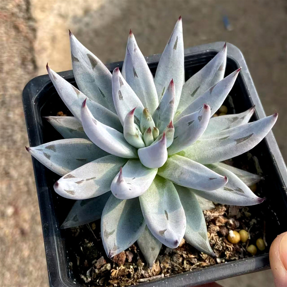 Echeveria Unguiculata - A Solitary Rosette Rare Succulent - Easy-care Plant Ideal For Windowsills and Desks