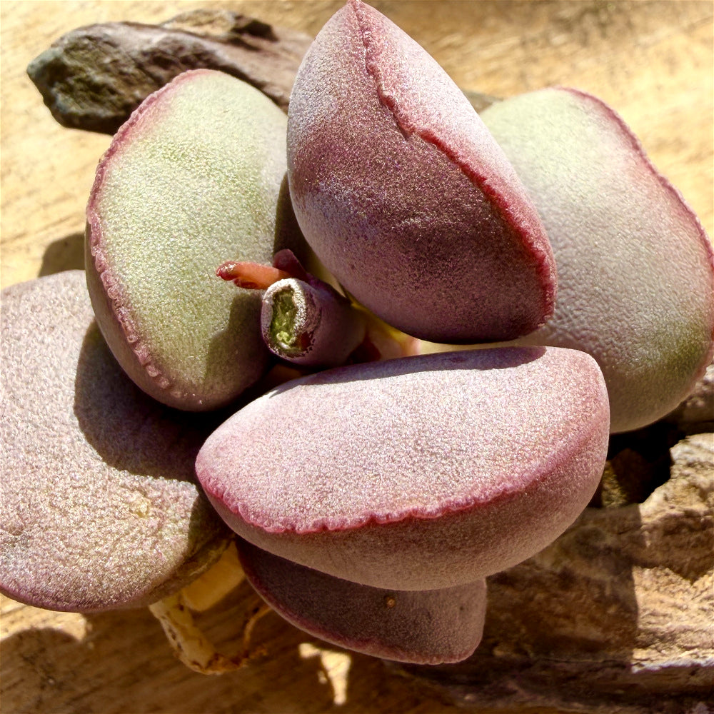 Adromischus Marianiae 'Hallii'
