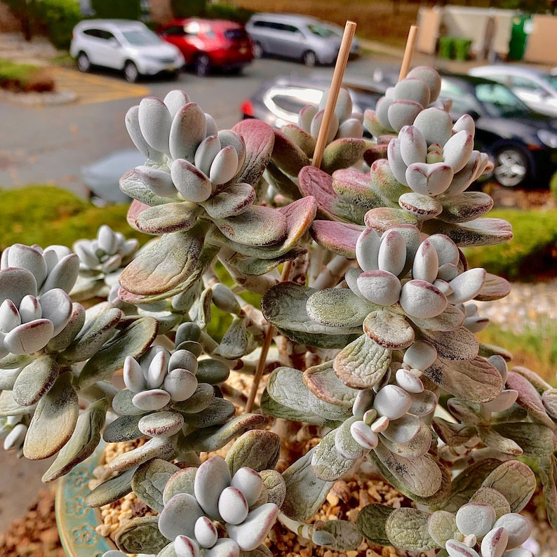 Boutique Big Rare Succulents/Cotyledon Orbiculata cv. Variegated/What You See is What You Get/Bare Root Without Soil Pot/Plants Gifts