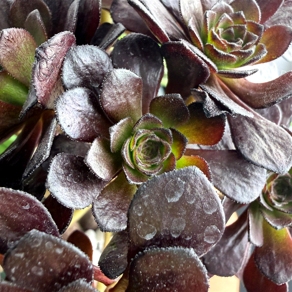 Aeonium Arboreum 'Black Rose' ~4"-5" Multi-stemmed Clustered - Rare Succulent Live Plant - Dark Rosettes Mature Bouquet Structure