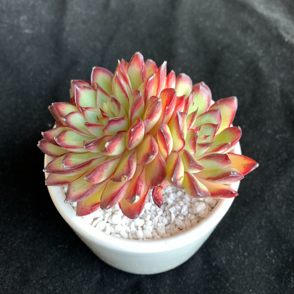 Echeveria 'Crimson Flame'