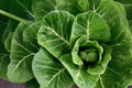 Heirloom Collard Vates Seeds, Cold-Hardy, Blue-Green Leaves, Brassica oleracea var. viridis, Pack of 300