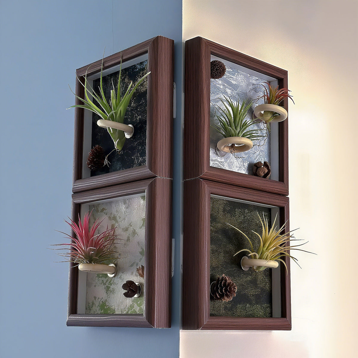 Air Plant - Tillandsia 'Medusa' - With 4-inch Wooden Photo Frame
