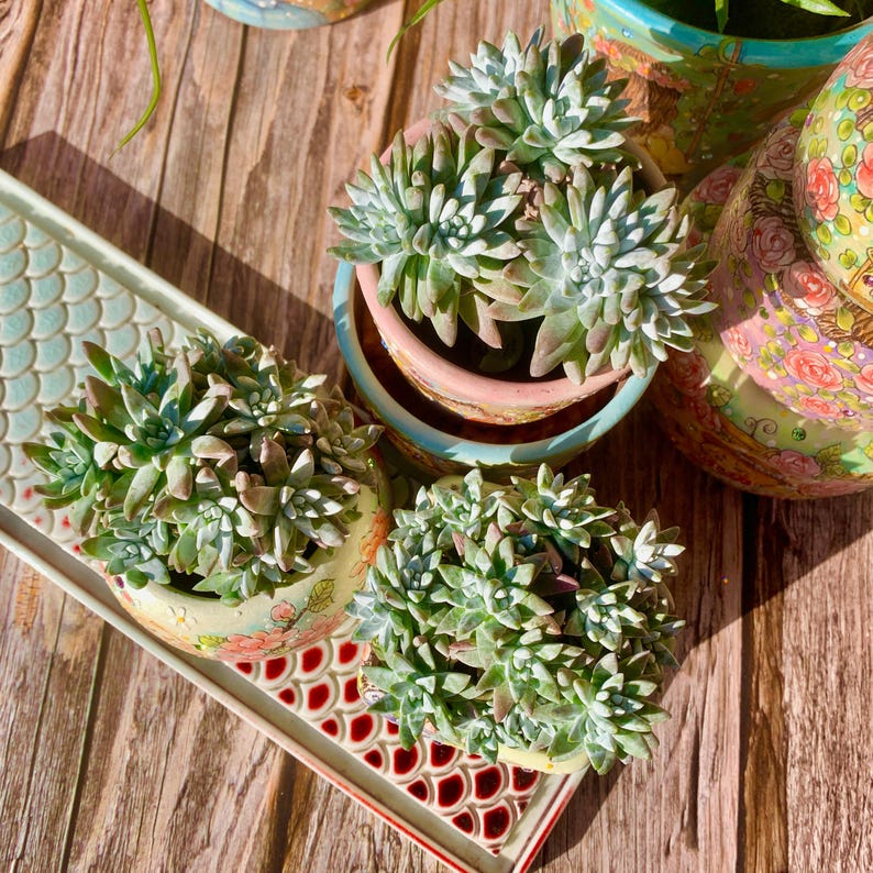 Rare Large Clump-forming Succulent - Dudleya Gnoma 'S.W. McCabe' - Distinctive Miniature Sculptures Appearance