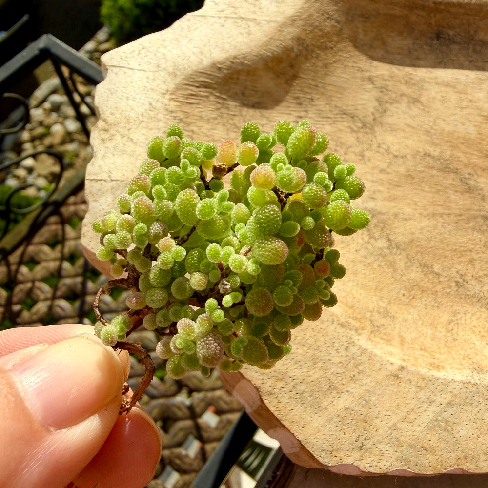Beautiful Succulent Resemble Candy - Drosanthemum Globosum Cluster 2" - Rare Ice Sugar Ball Plant Mesemb