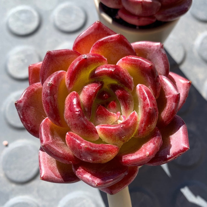 Rare Delicate Succulent - Echeveria 'Love Bird' - Popular Among Collectors For Vibrant Color