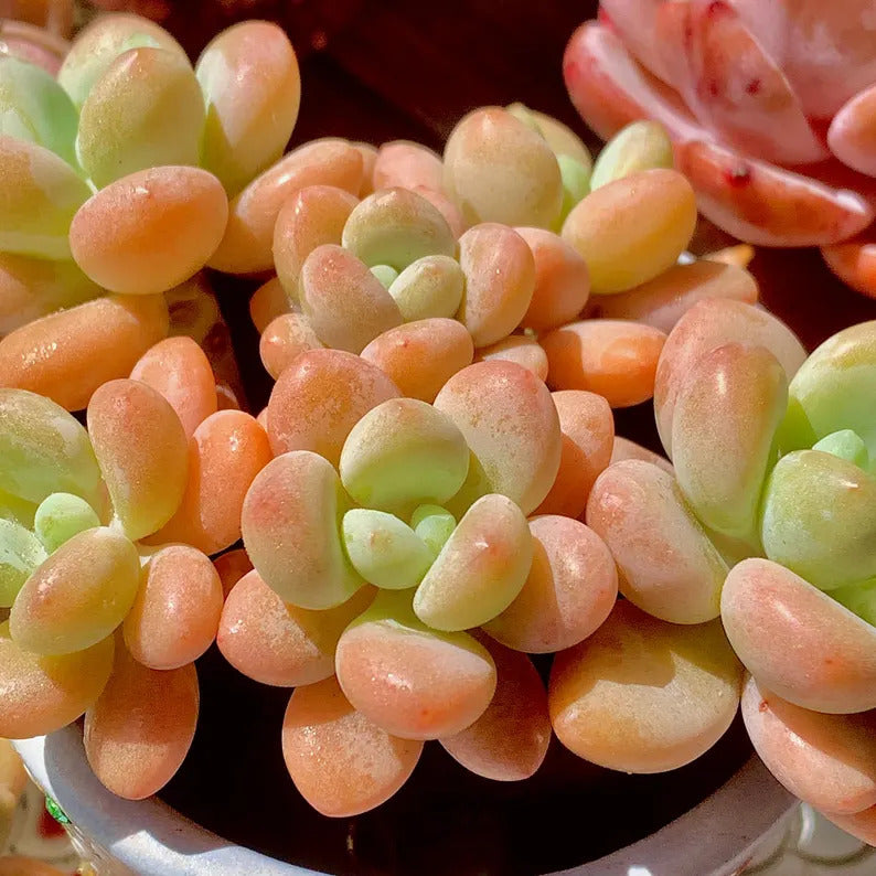 [Mother's Day Gift] Popular Charming Compact Succulent Shrublet - ×Graptosedum 'Miul' - Drought-tolerant Plant Perfect For Potted, Hanging Baskets,  and Rock Gardens