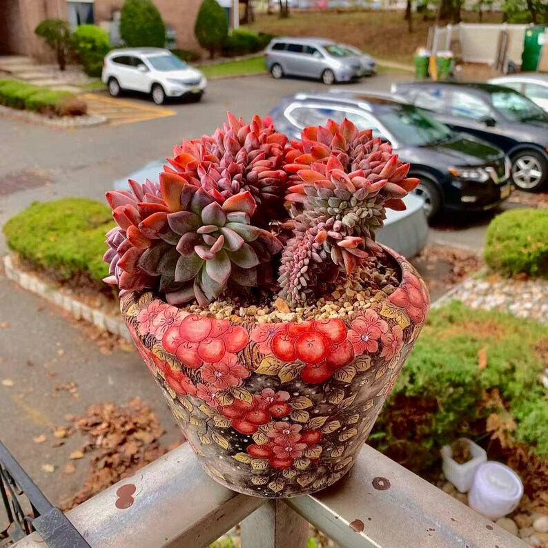 Boutique Rare Succulents/Echeveria Orange Monroe Crested /What You See is What You Get /Bare Root Without Soil Pot/Plants Gifts