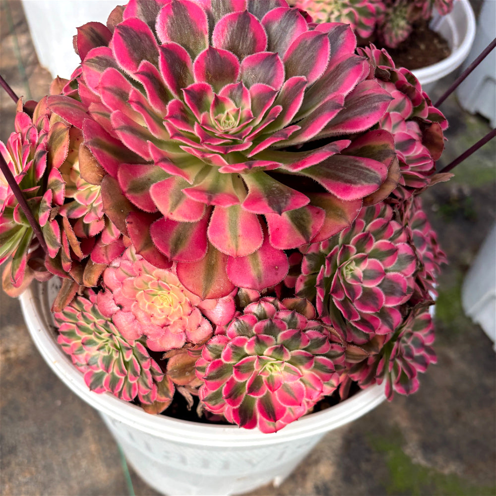 Aeonium 'Face Powder' Variegata - Extra-Large 10"-12" Mature Plant - Striking Shrublet Succulent Famed For Its Temperature-Driven Color Shifts