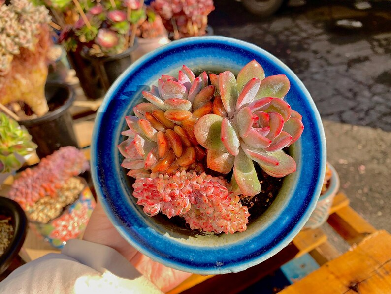 Boutique Echeveria ‘Orange Monroe’ Live Succulent | Rare Character Natural Form Succulent Plant | WYSIWYG | Bare Root Cluster Survive 2512-049