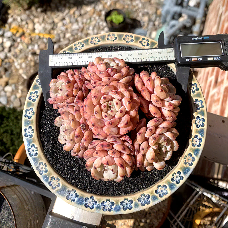 Exact Plant - Echeveria 'Viyant' Rare Succulent 1 of 1 - WYSIWYG Live Plant Approx. 5" in Diameter