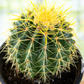 Golden Barrel Cactus