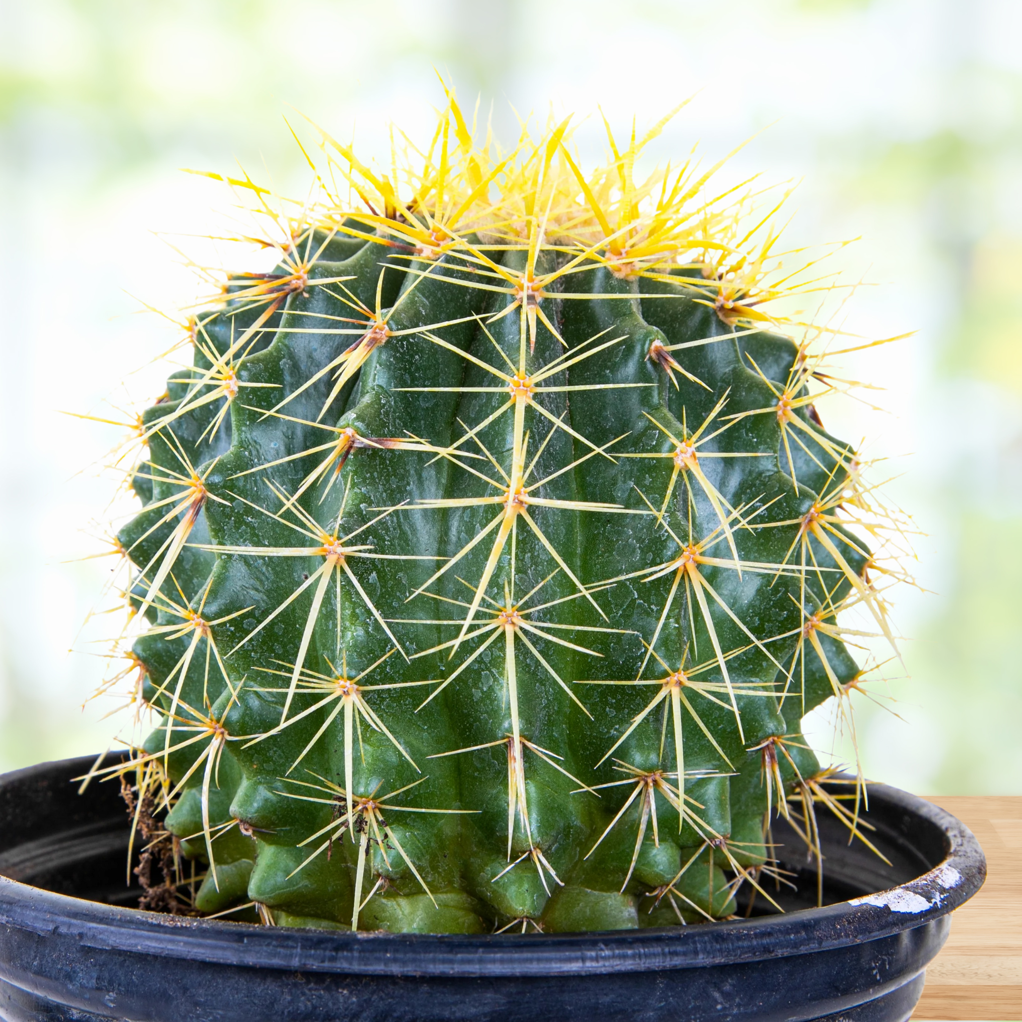 Golden Barrel Cactus