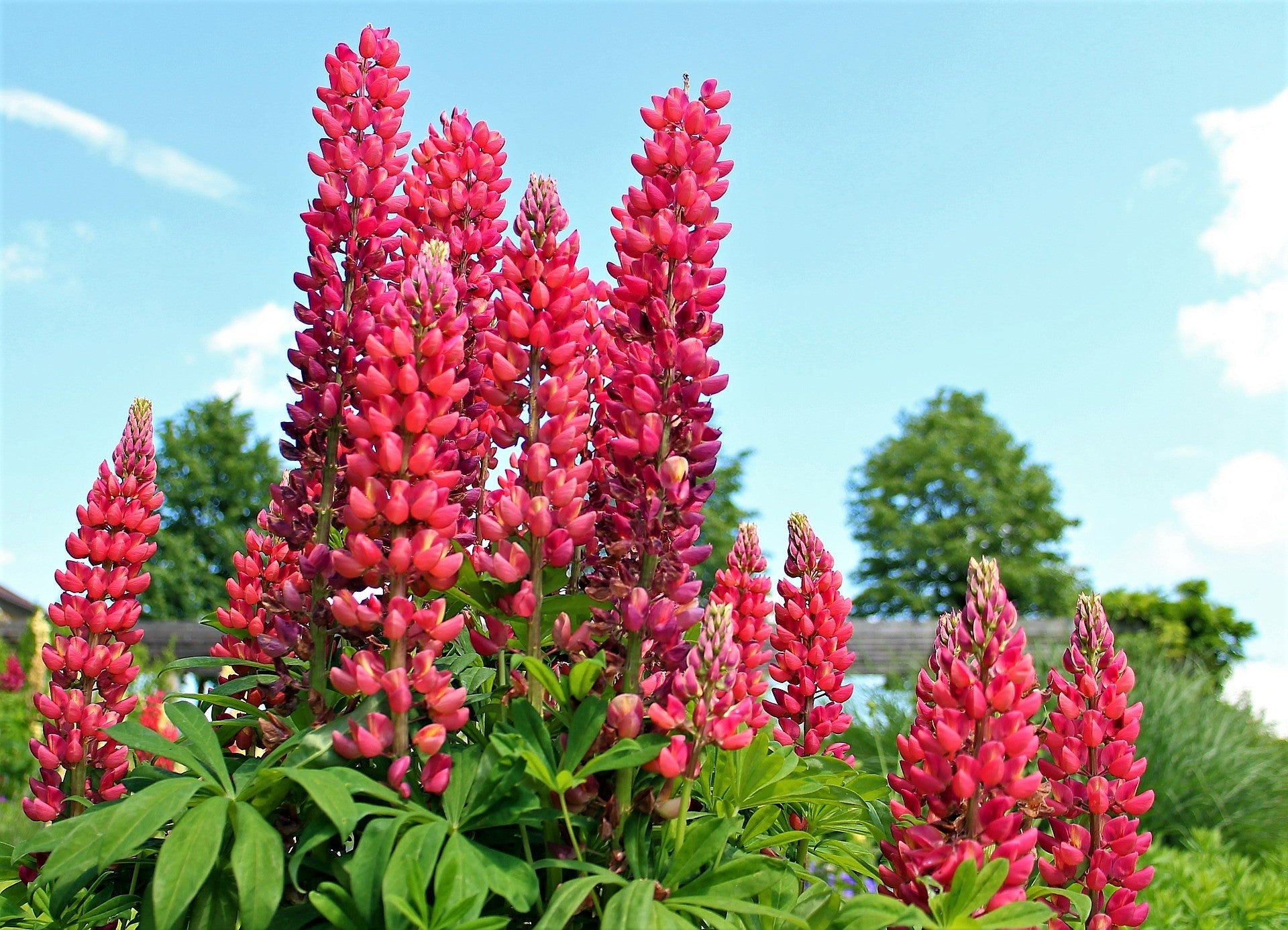 75 Mixed Colors RUSSELL LUPINE (Streamside, Bigleaf, Garden, or Washington Lupine) Lupinus Polyphyllus Flower Seeds
