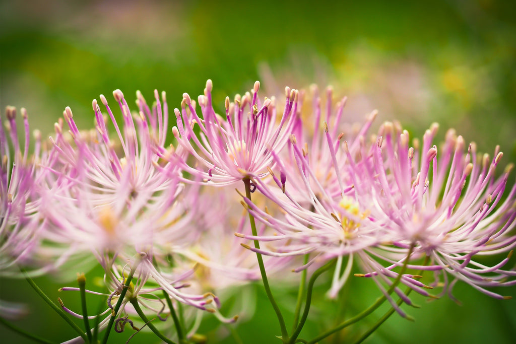 5 COLUMBINE MEADOW RUE Thalictrum Aquilegifolium Purple Pink Flower Seeds